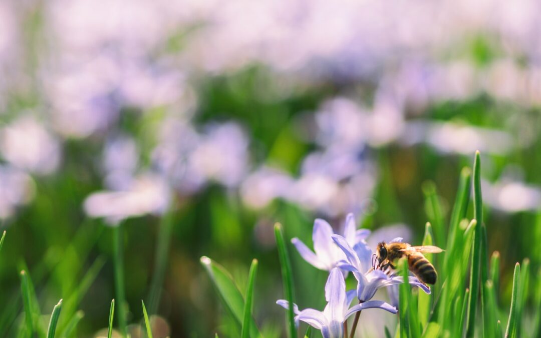 Der Friedhof als Lebensraum für Wildbienen