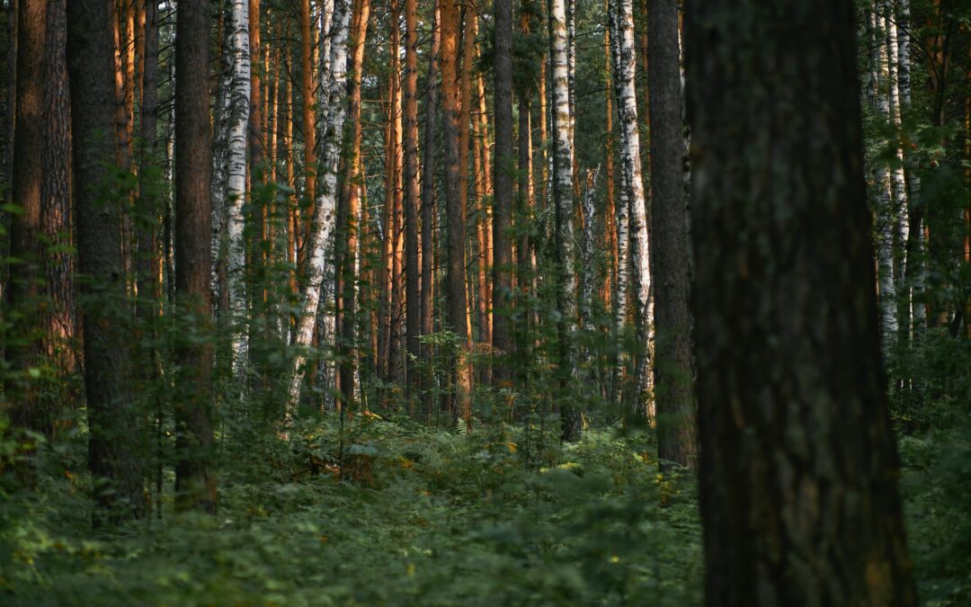 Waldfriedhof Lauheide